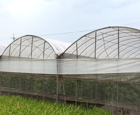 阻擋紫外線的HDPE 農用網