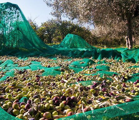 Nut & Olive Harvest Net