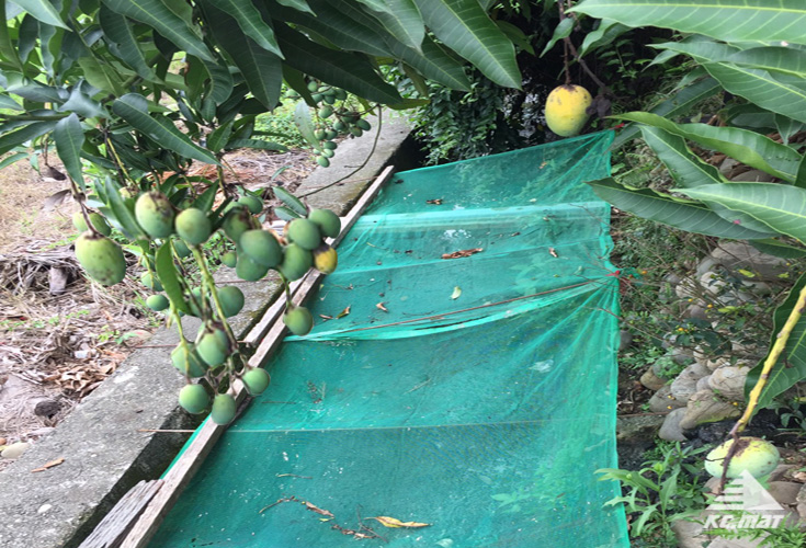 Nut & Olive Harvest Net