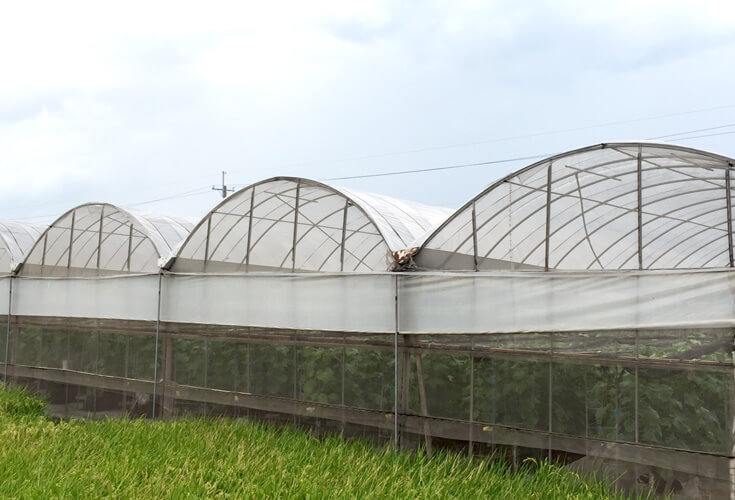 HDPE Farming Greenhouse Sun Shade Net with UV Blockage